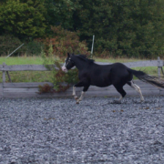 Black-Starbuck_QH-Deckhengst (2)