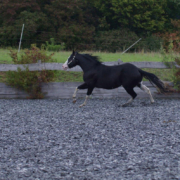 Black-Starbuck_QH-Deckhengst (3)