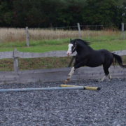 Black-Starbuck_QH-Deckhengst (4)
