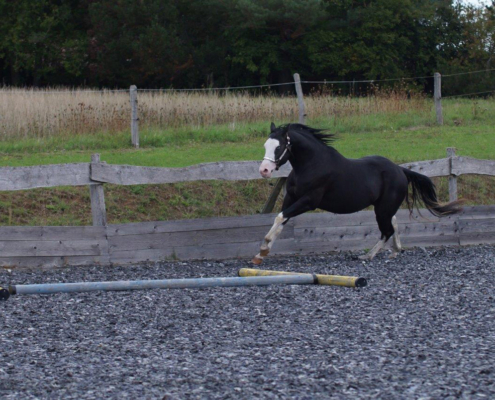 Black-Starbuck_QH-Deckhengst (4)