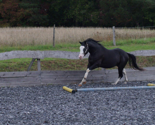 Black-Starbuck_QH-Deckhengst (5)