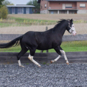Black-Starbuck_QH-Deckhengst (7)