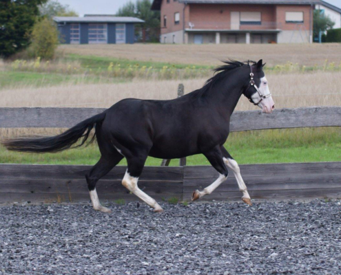 Black-Starbuck_QH-Deckhengst (7)