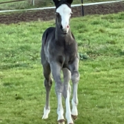 nachzucht-black-starbuck (2)