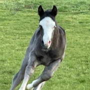 nachzucht-black-starbuck (3)