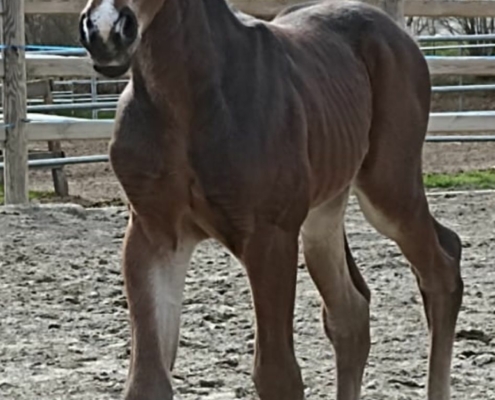 nachzucht-black-starbuck (2)