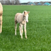 nachzucht-black-starbuck (3)