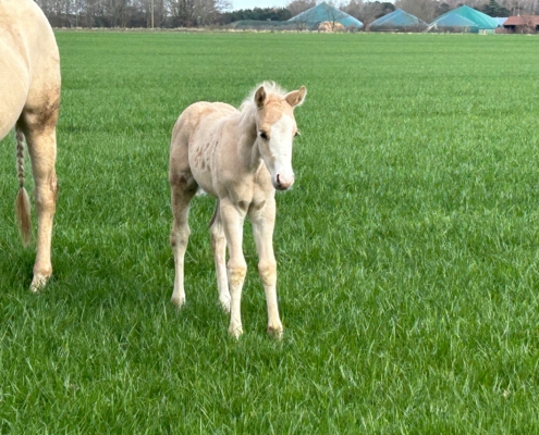 nachzucht-back-starbuck (4)