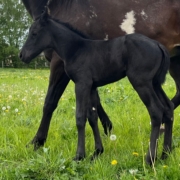nachzucht-black-starbuck (5)