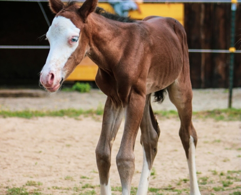 nachzucht-black-starbuck (6)