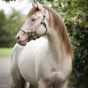 Triple-Champagne-(3)