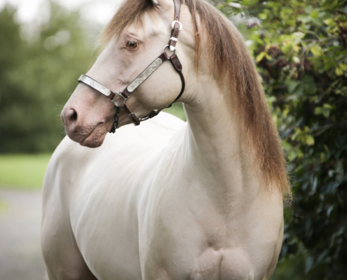 Triple-Champagne-(3)