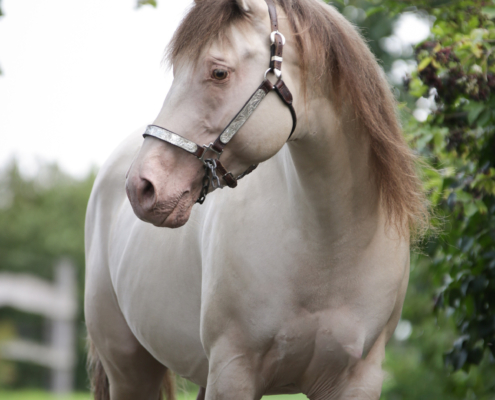 Triple-Champagne-(4)