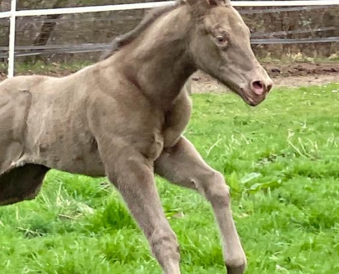 nachzucht-triple-champagne (3)