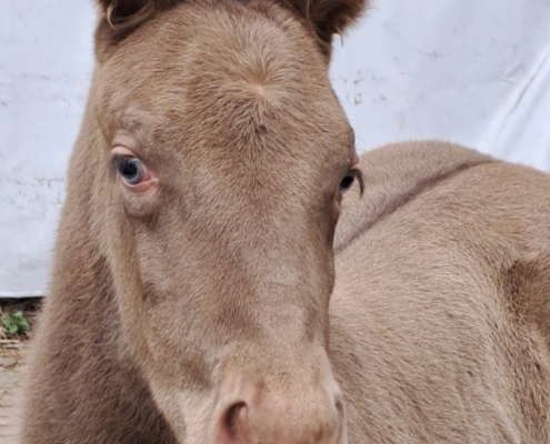 nachzucht-triple-champagne (4)