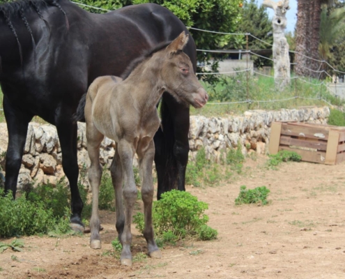 nachzucht-triple-champagne (5)